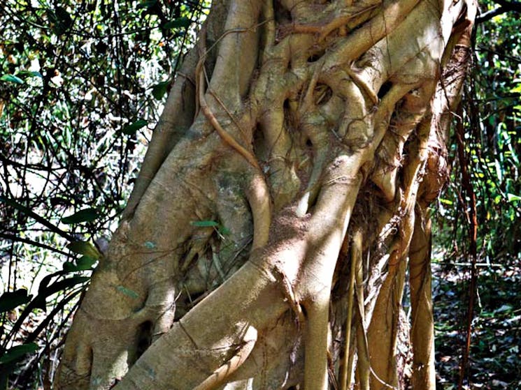 Bundagaree Rainforest walk, Bongil Bongil National Park. Photo: Rob Cleary