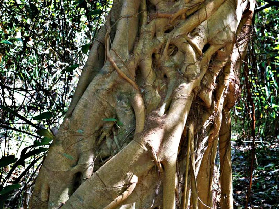 Bundagaree Rainforest Walk