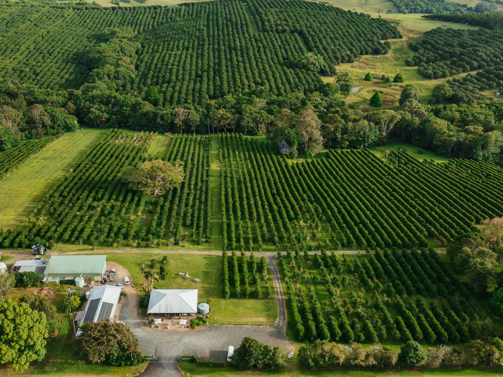 aerial drone shot of Zentveld's Coffee farm.