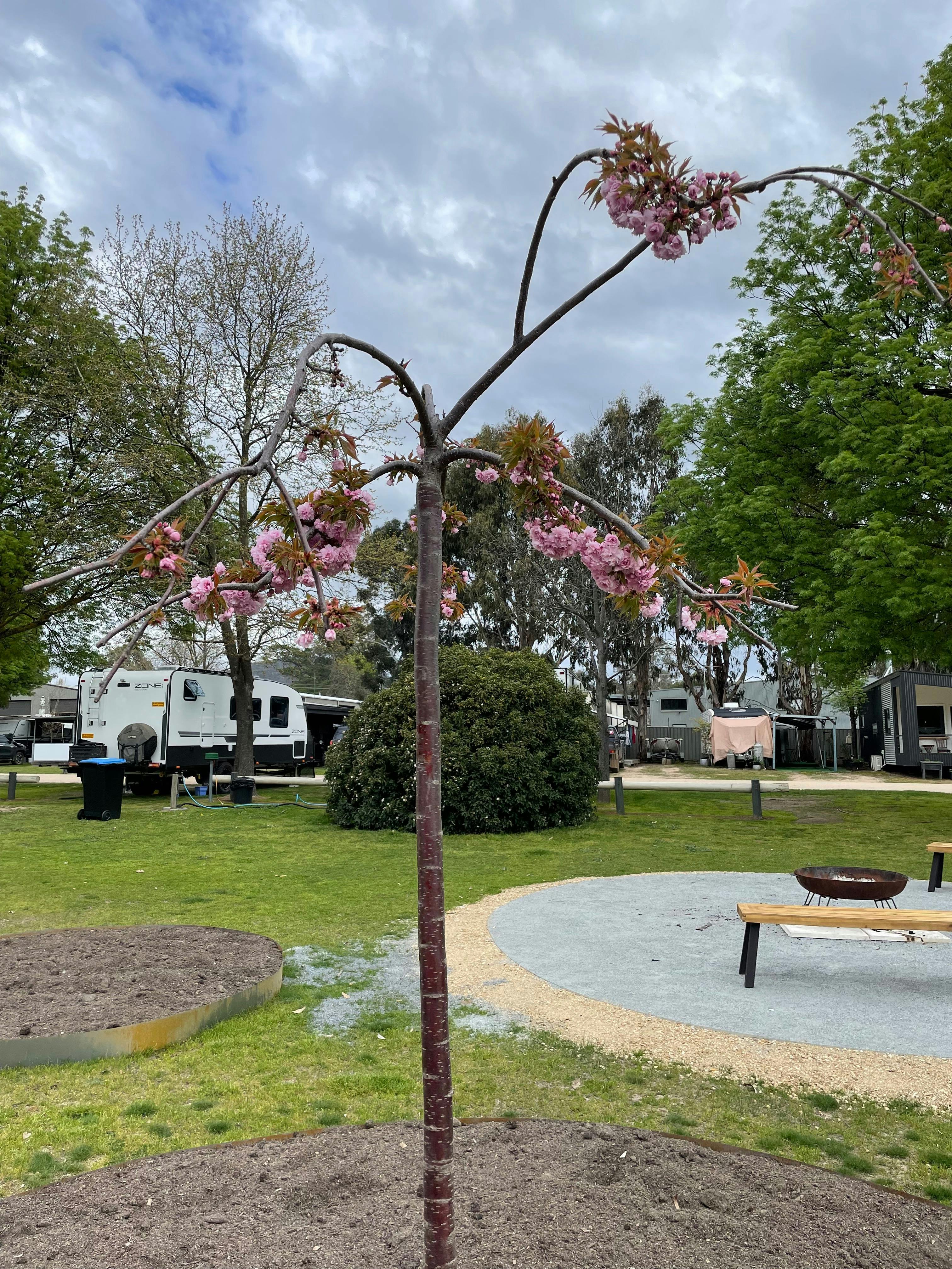 Beautiful weeping cherry