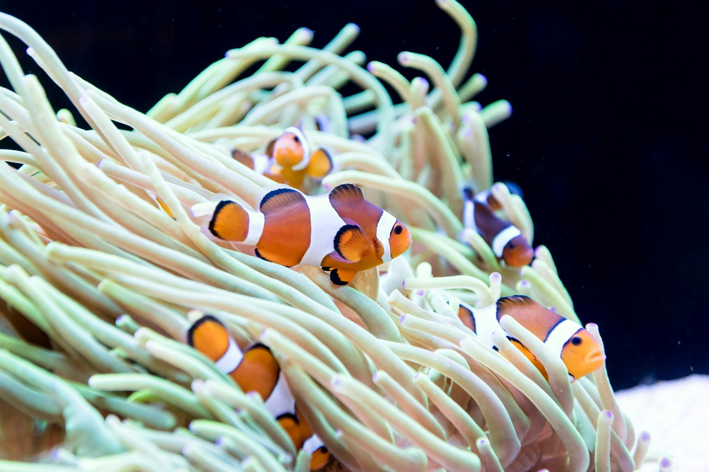 AQWA - The Aquarium of Western Australia