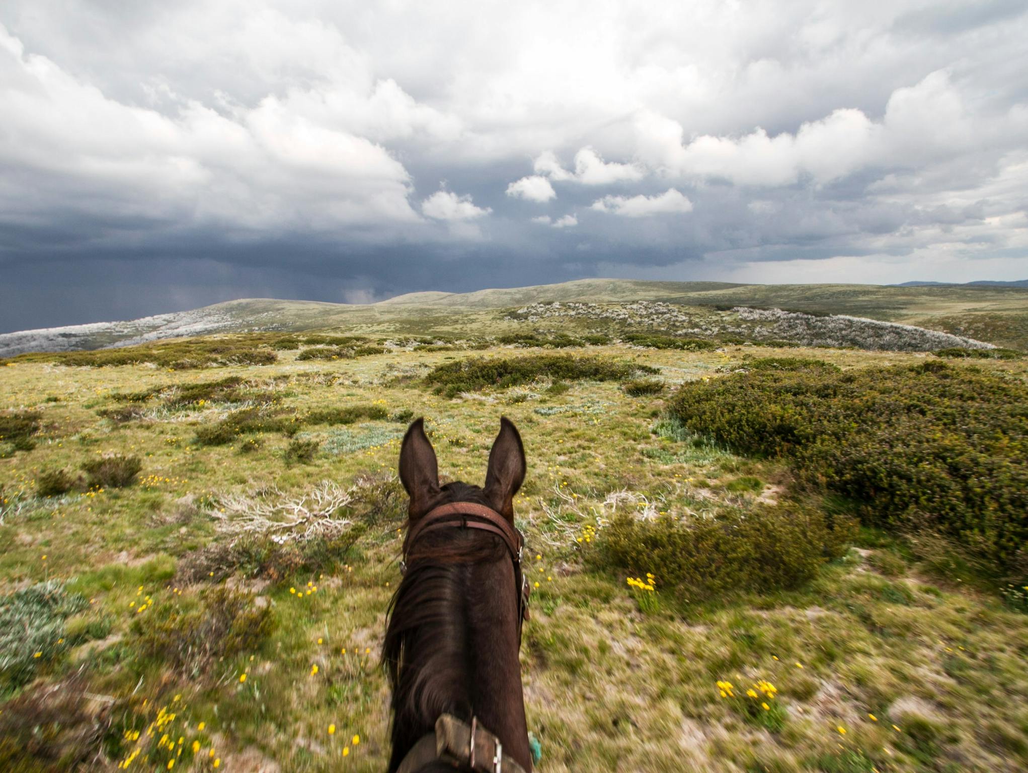 Mountain horse victoria high rider best sale