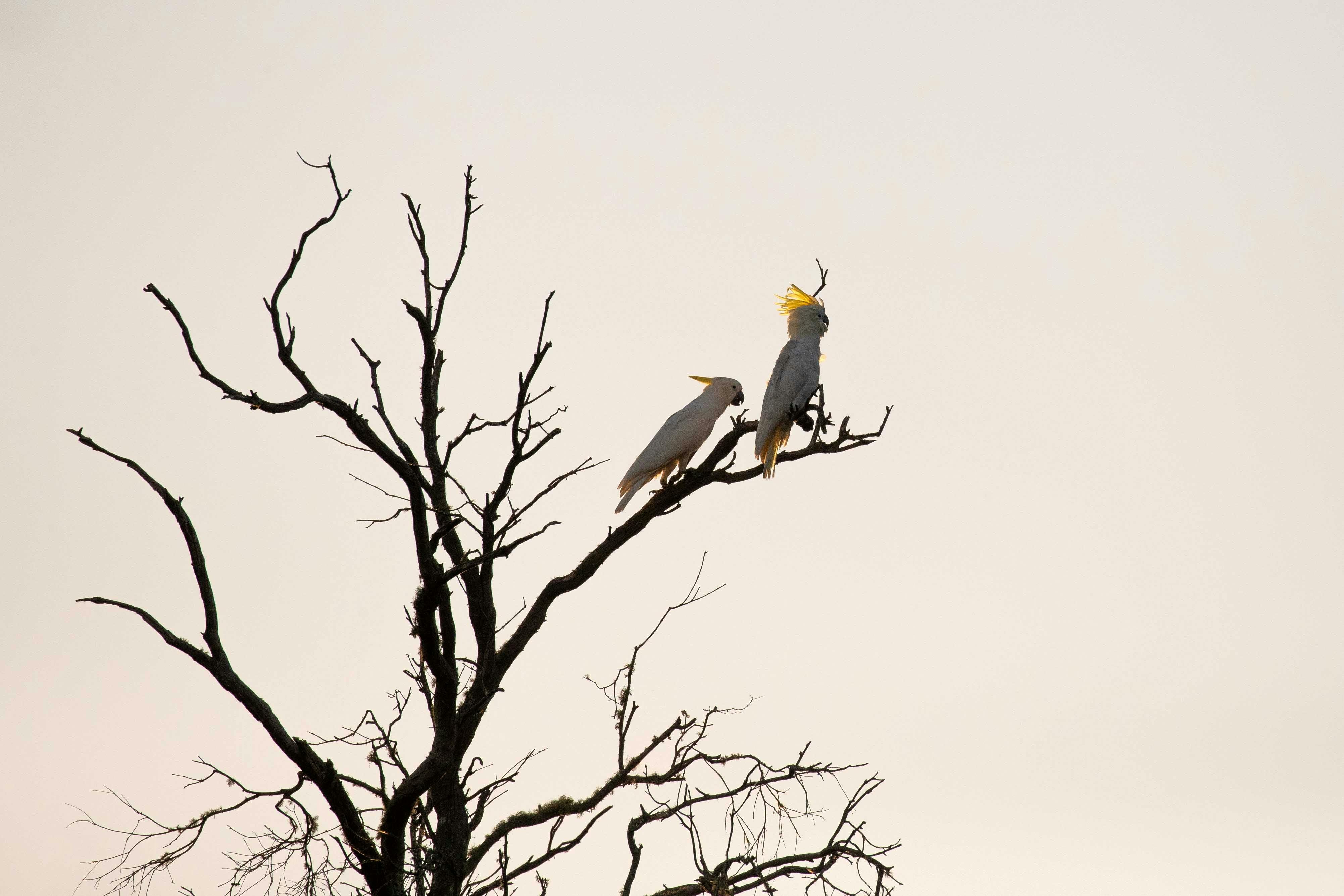 Spot an array of iconic Australian parrots - Sydney Bespoke Tours