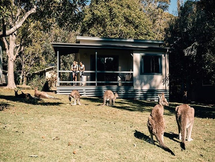 A couple watch kangaroos from their Depot Beach cabin, Murramarang National Park. Photo: Melissa Fin