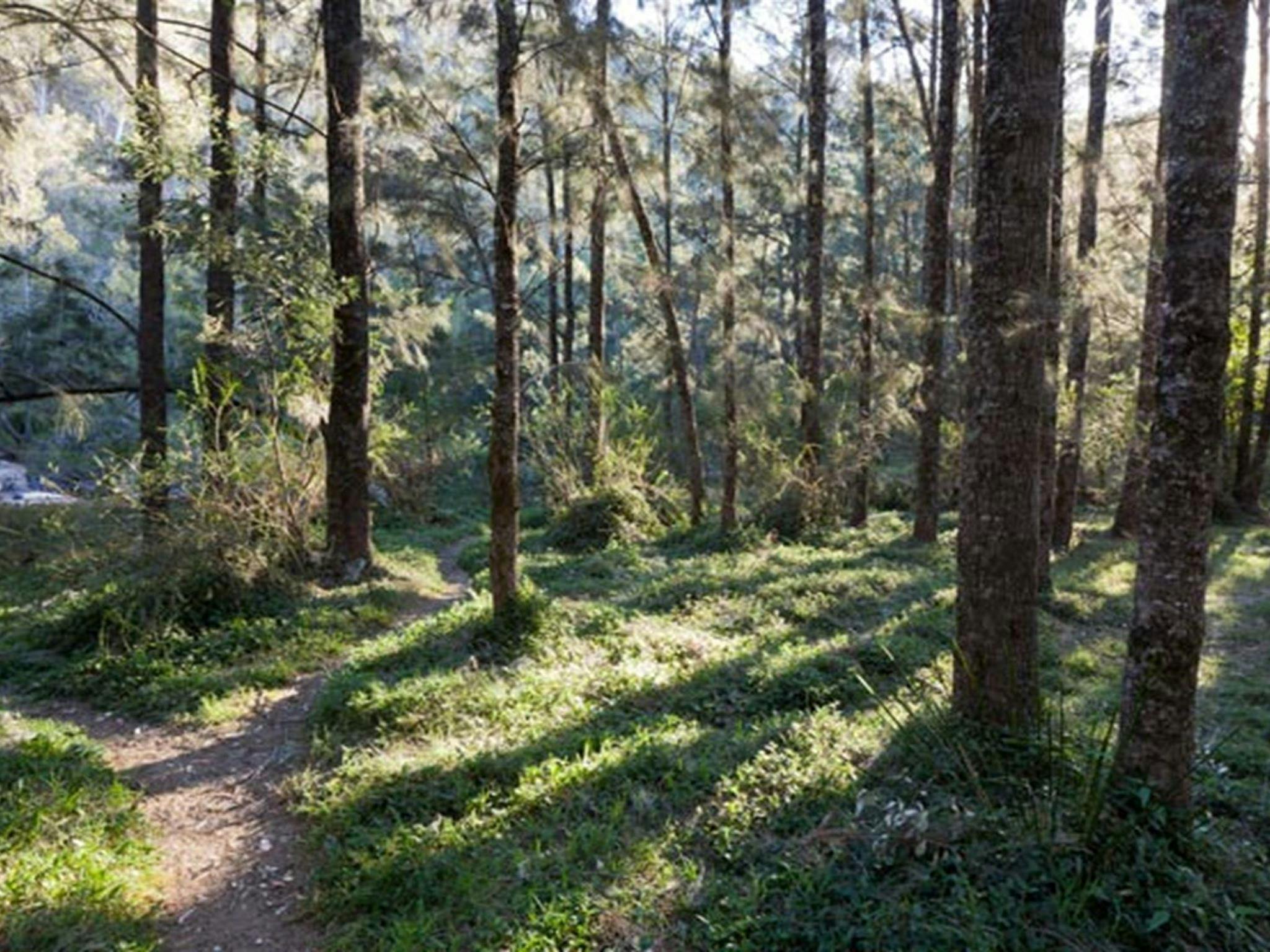 Walking track, Deua National Park. Photo: Lucas Boyd &copy; DPIE