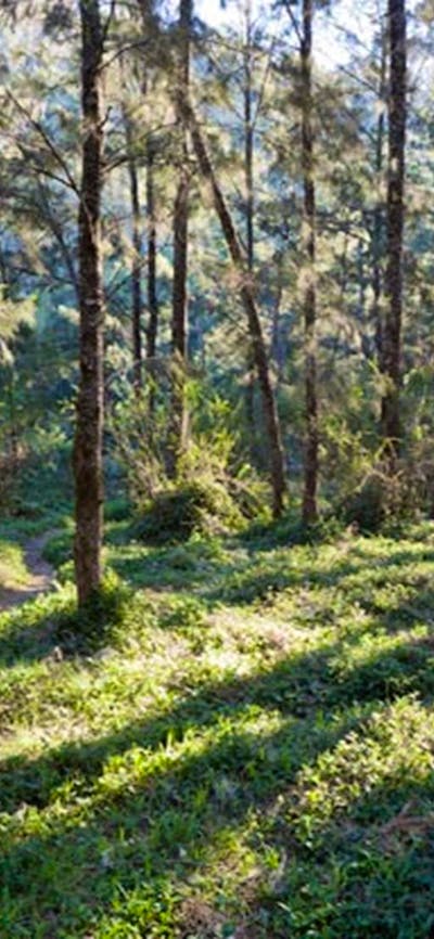 The walking track to the river at Deua River campgrounds in Deua National Park. Photo: Lucas