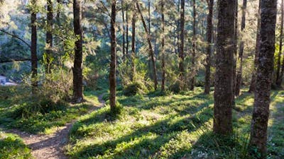 The walking track to the river at Deua River campgrounds in Deua National Park. Photo: Lucas