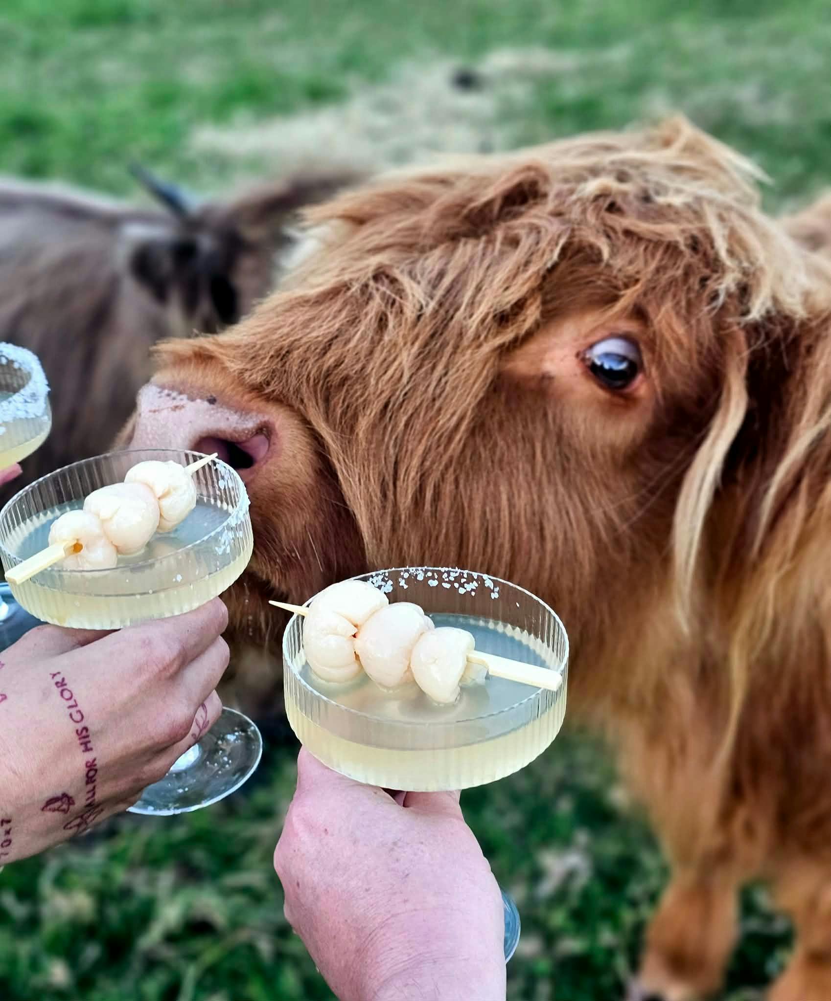 cocktail in front of a chestnut highland cow
