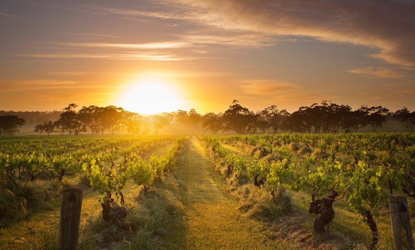 Barossa Valley Winery Tour