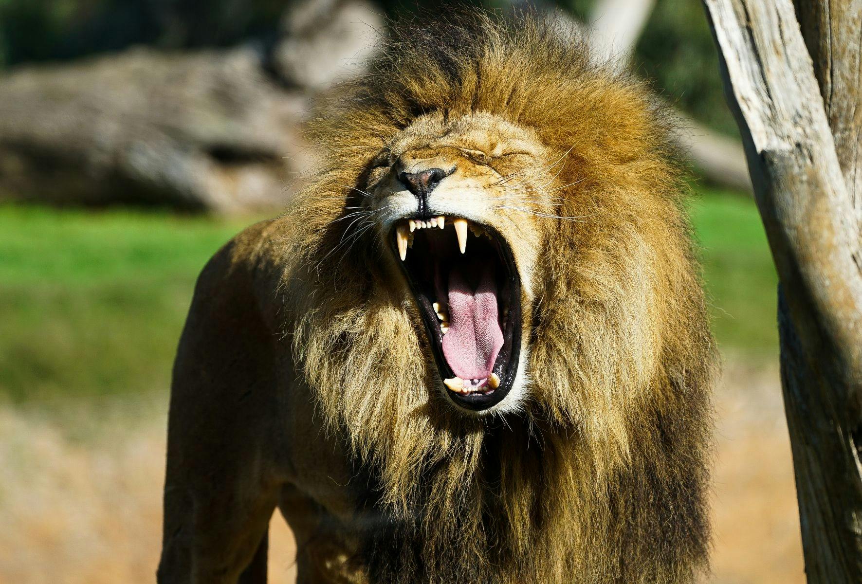 Lion roars
