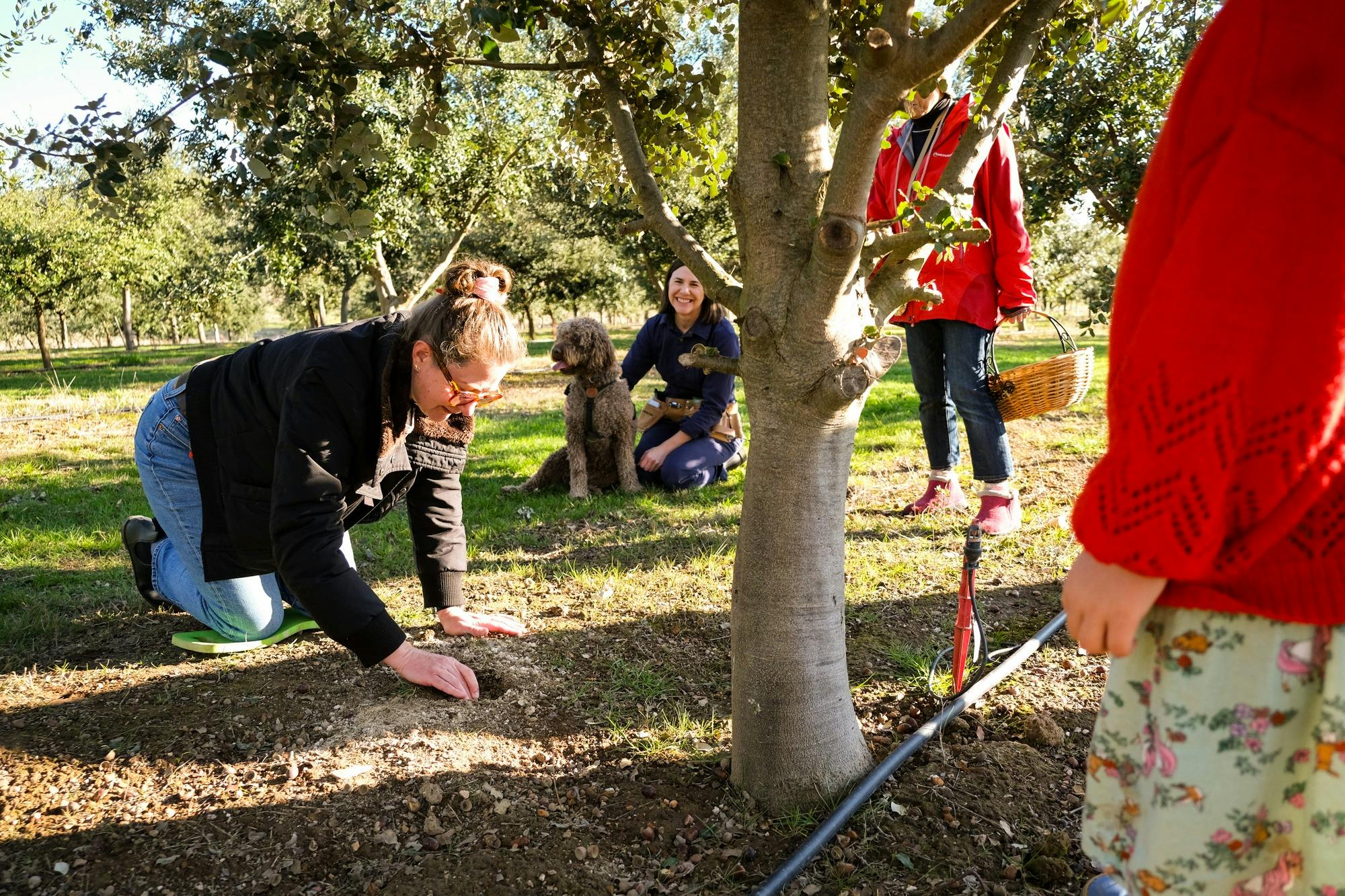 Woman kneeling in orchard digging in soil with hand. Other people and truffle dog watching.