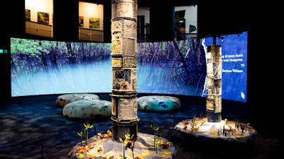 Mangroves - Tales of the Tide exhbition space at Questacon