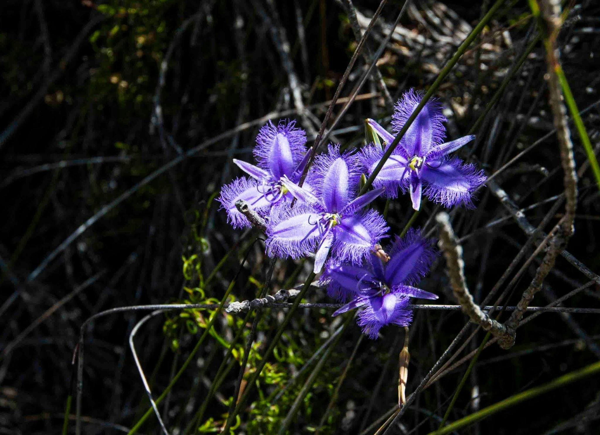 Helms Arboretum