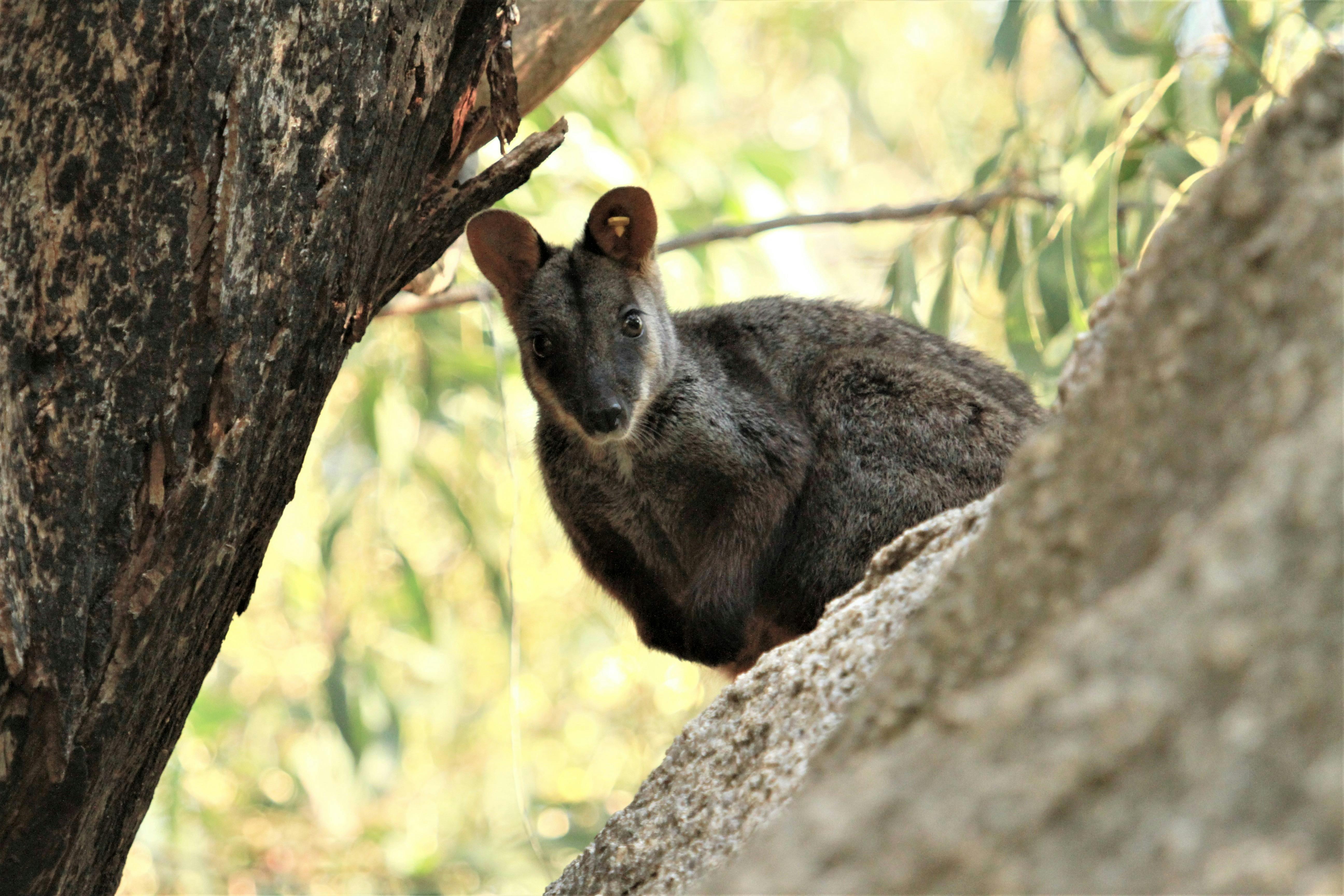 Rock Wallaby in a tree looking cute