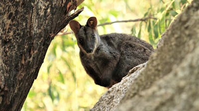 Rock Wallaby in a tree looking cute