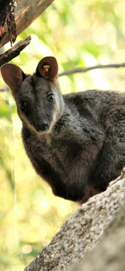 Rock Wallaby in a tree looking cute
