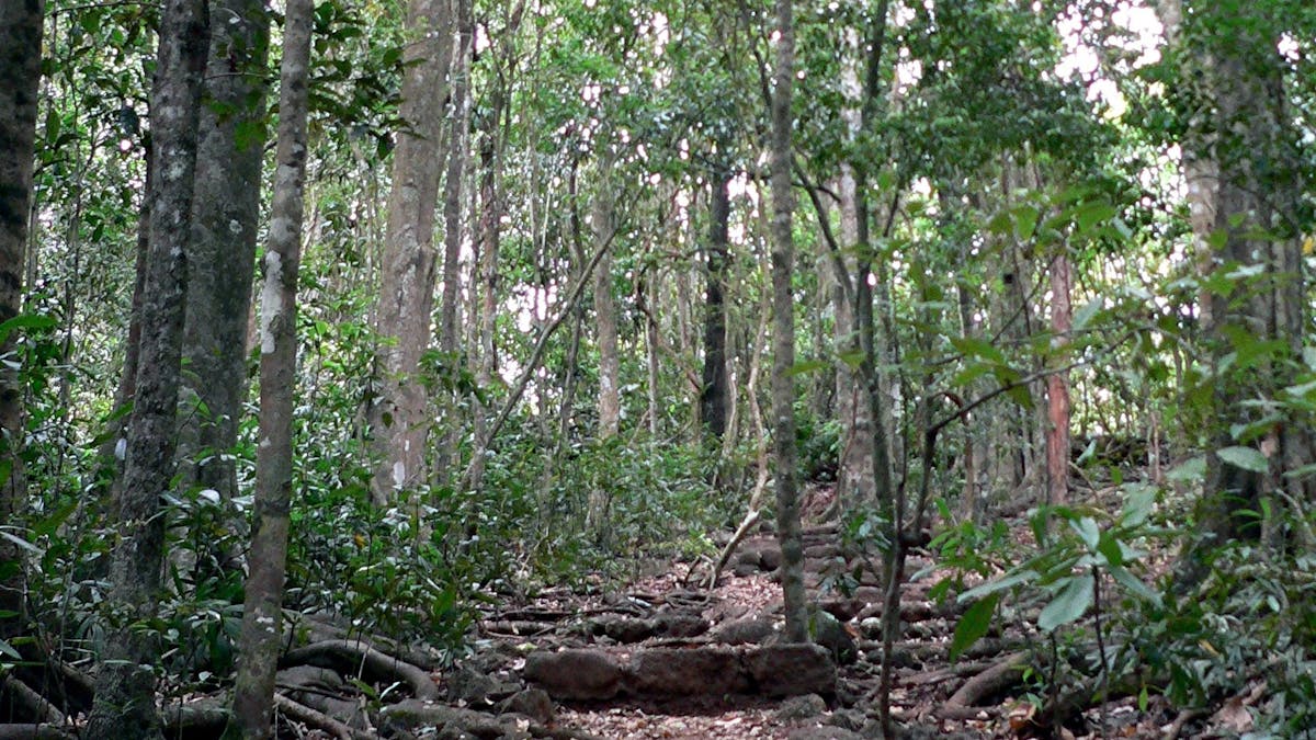Rock steps on track, Hallorans Hill Rock steps on track, Hallorans Hill