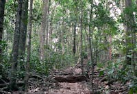 Rock steps on track, Hallorans Hill