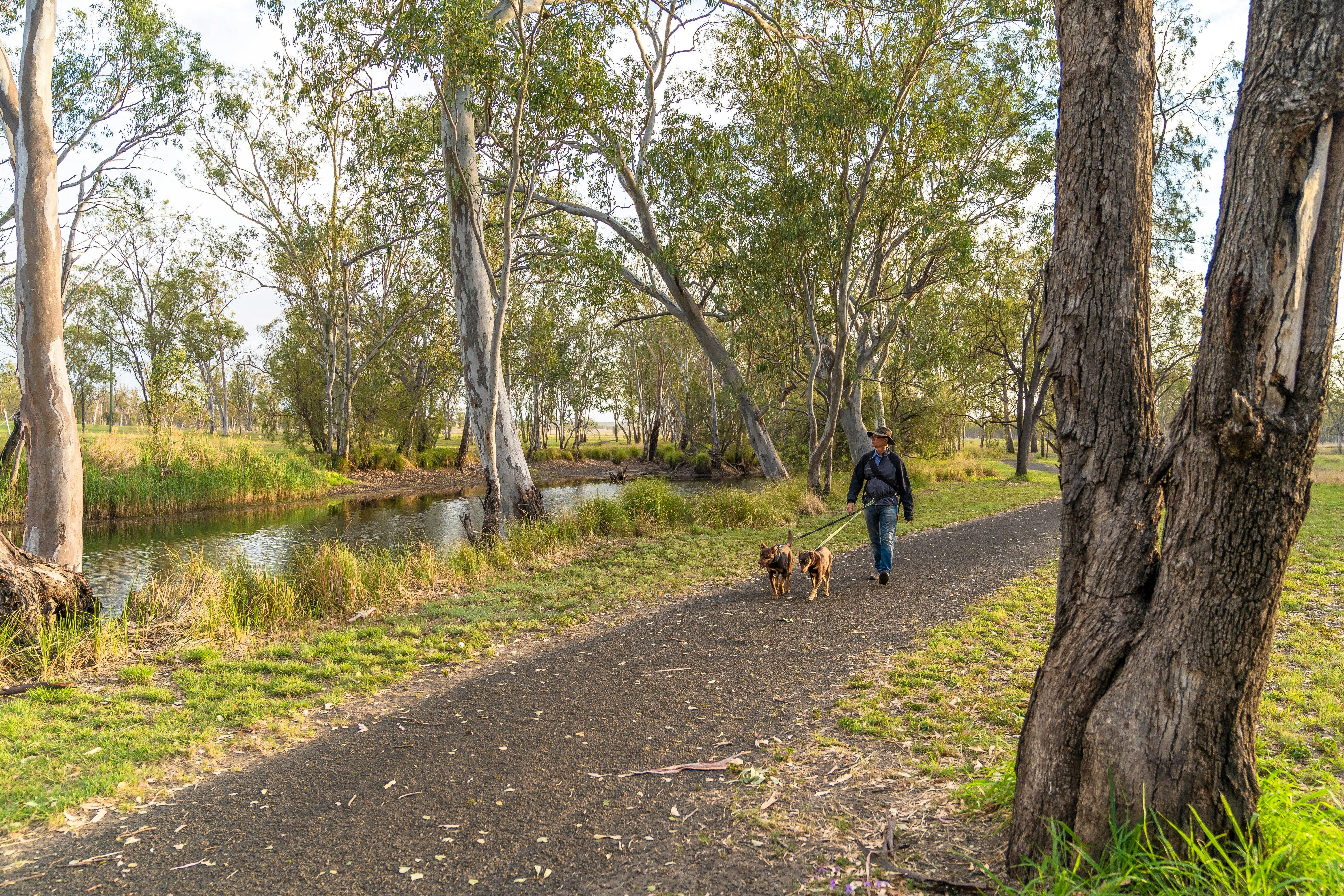 A woman walking two dogs alongside the Injune Lagoon