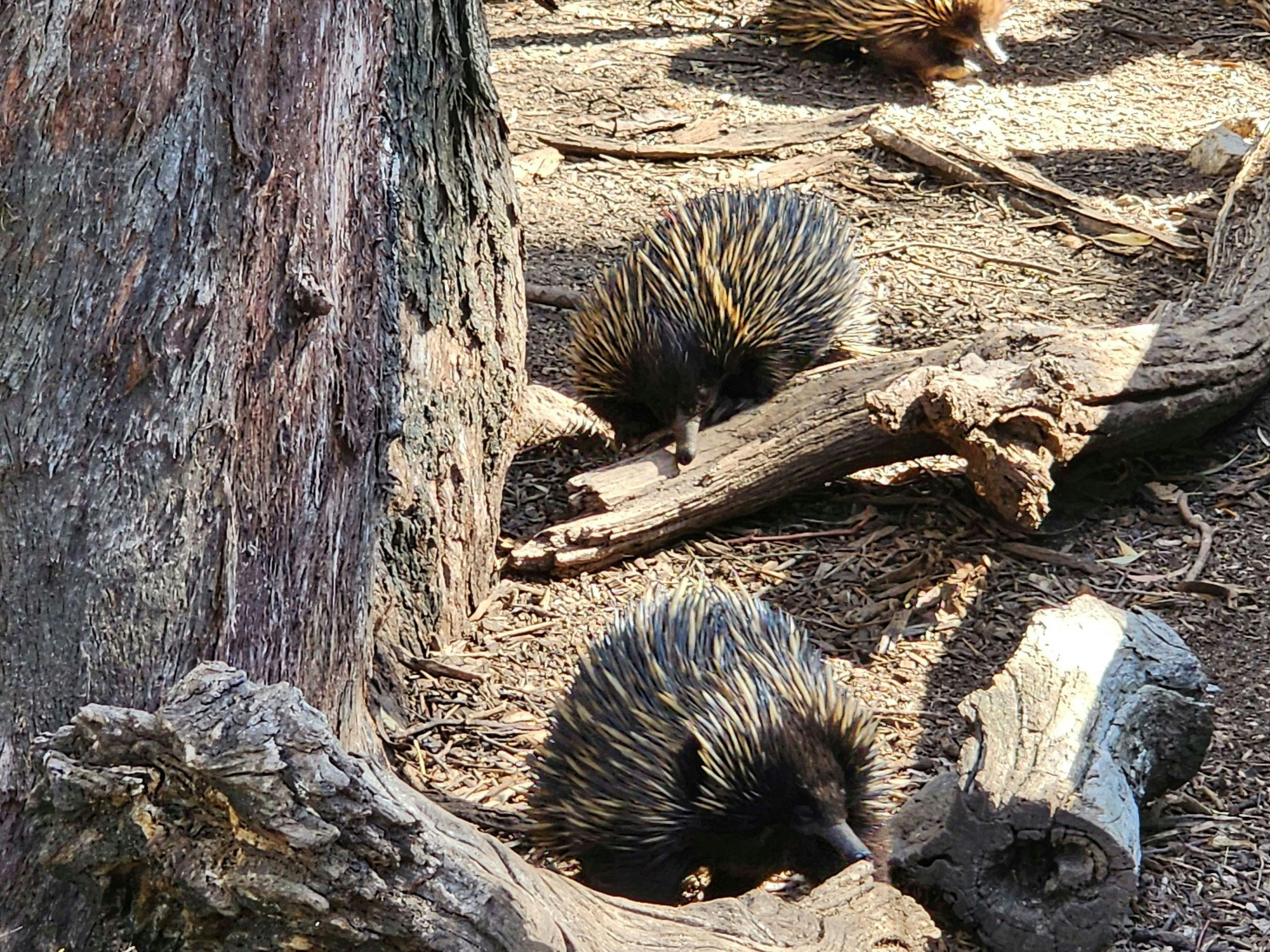 Echidnas in their enclosure with wood at Cleland Wildlife Park