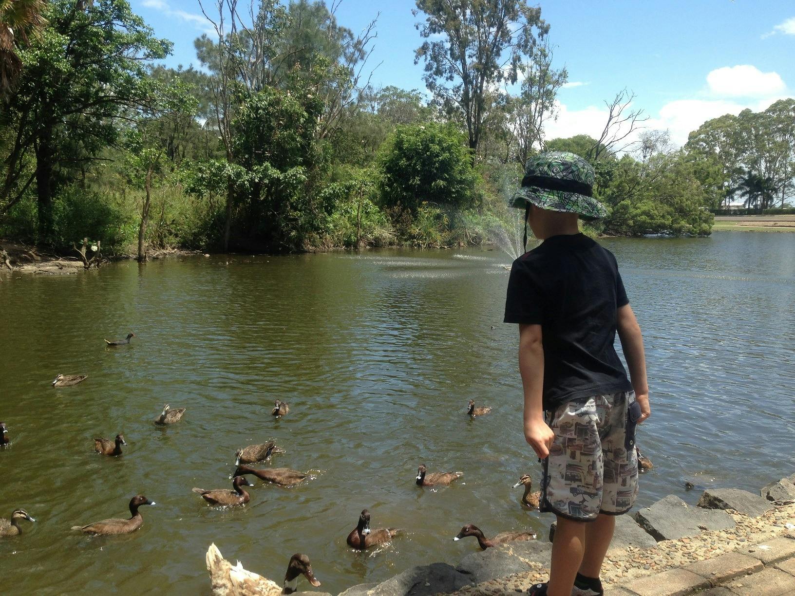Feeding the Ducks Botanic Gardens