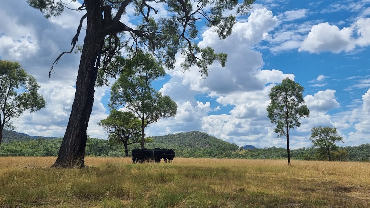 Cows out in the field
