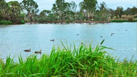 Birdwatching, nature