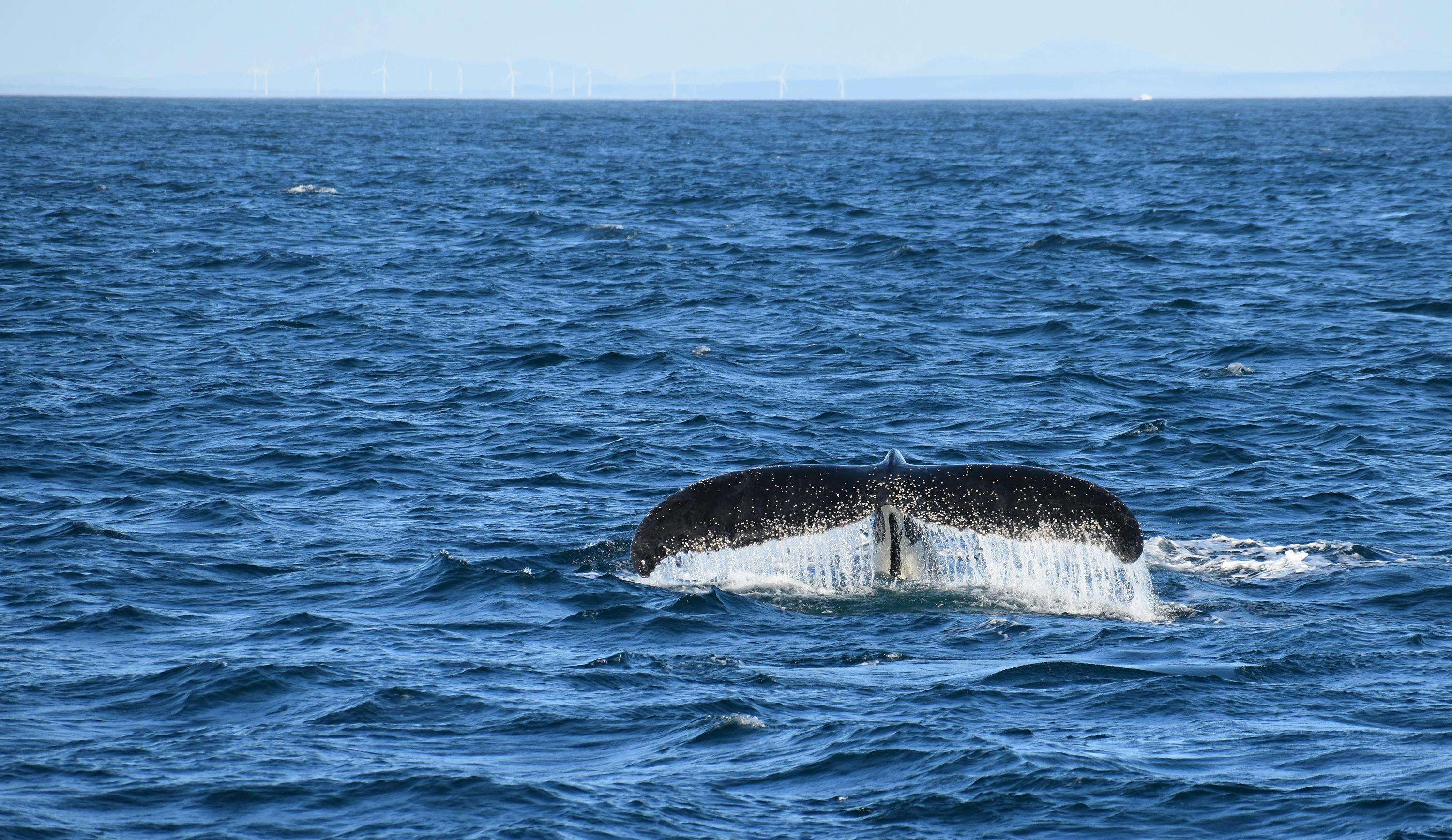 Humpback Whales
