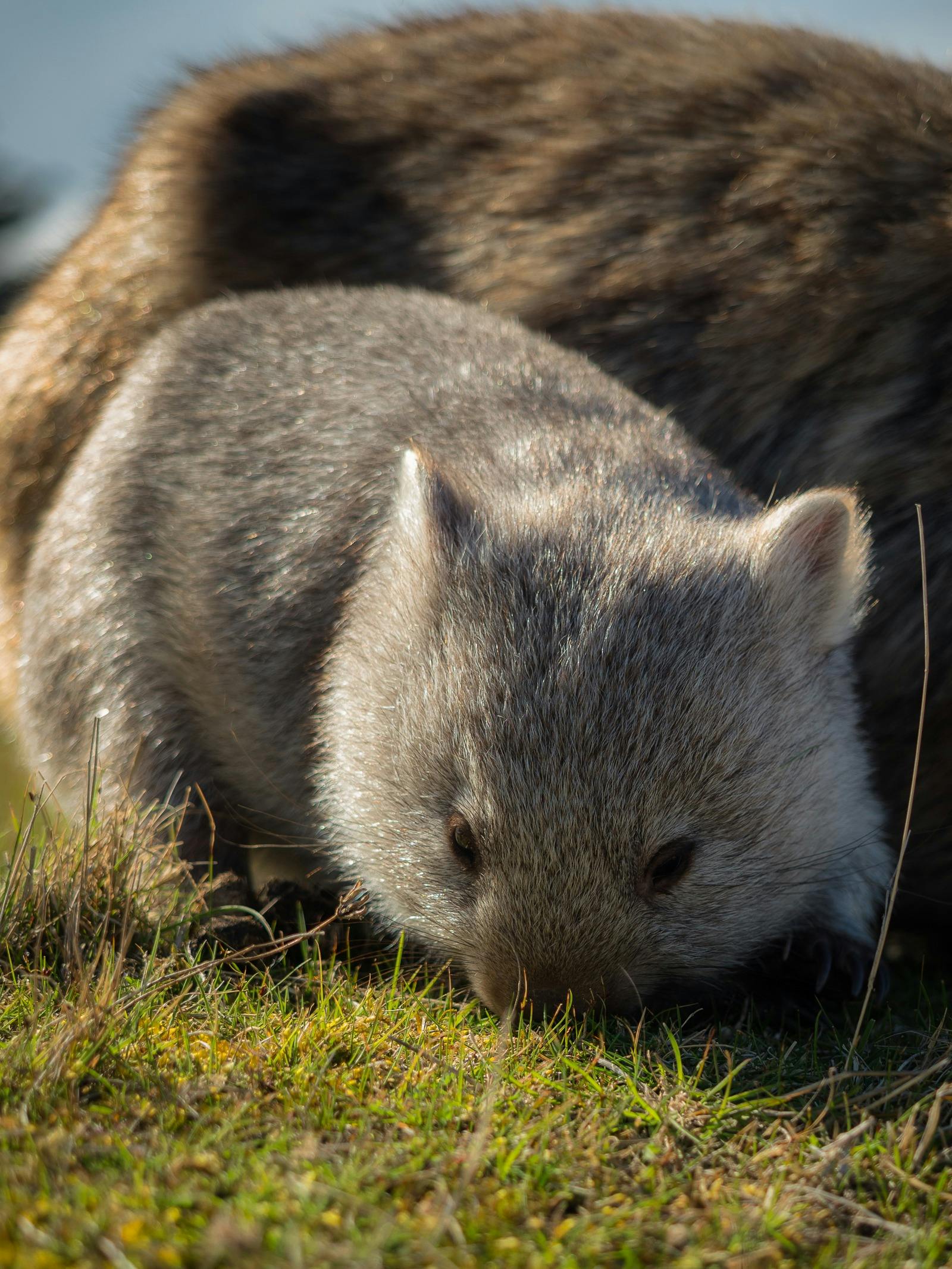 Wombat Joey