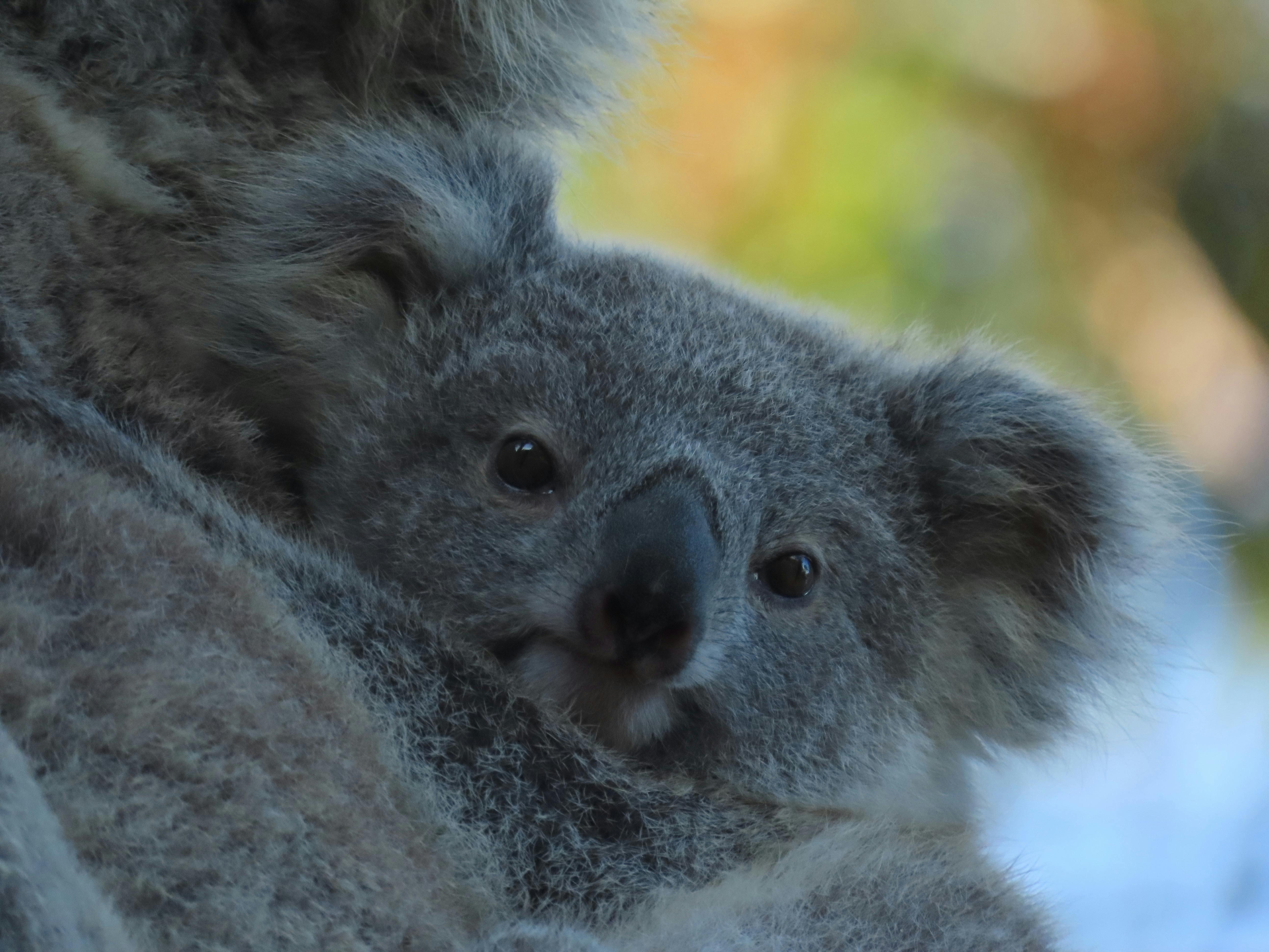 A young 9 month old koala joey looks directly at the camera