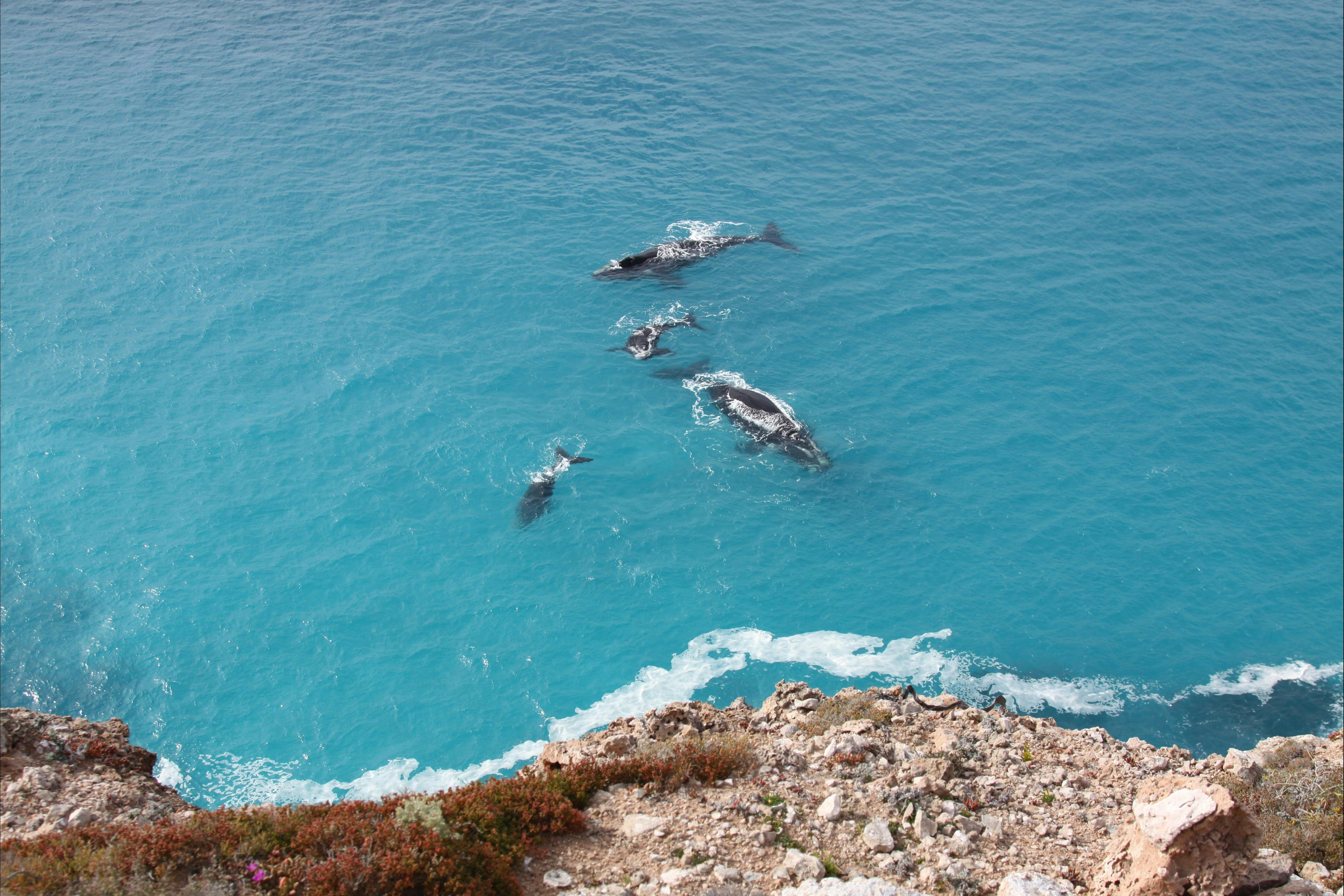 Nullarbor National Park