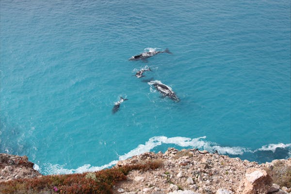 Nullarbor National Park