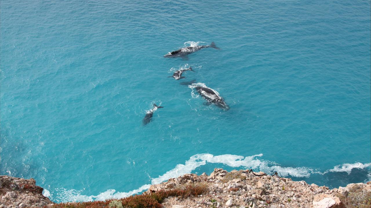 Nullarbor National Park