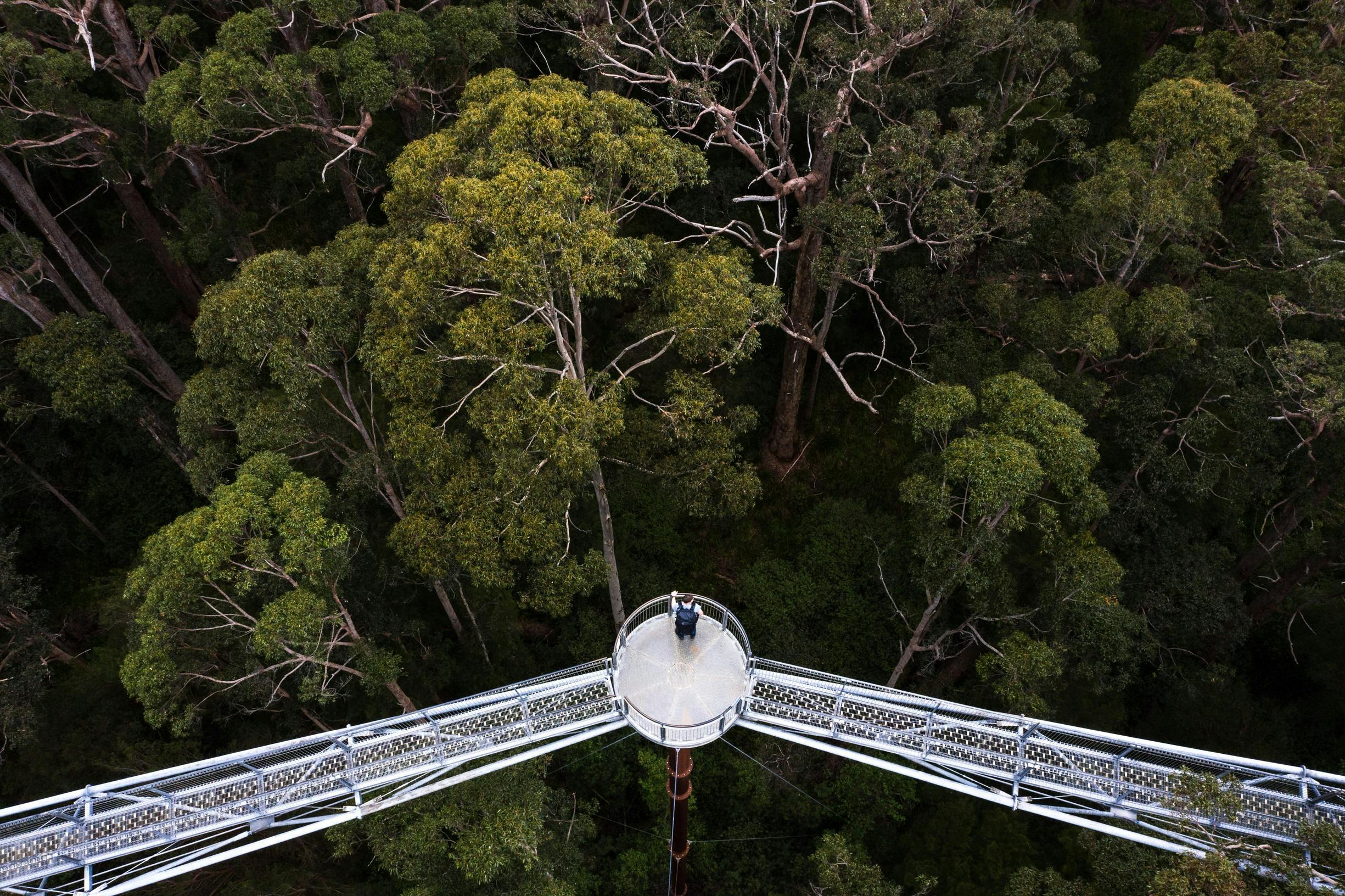 Person on the Valley of the Giants, Tree Top Walk