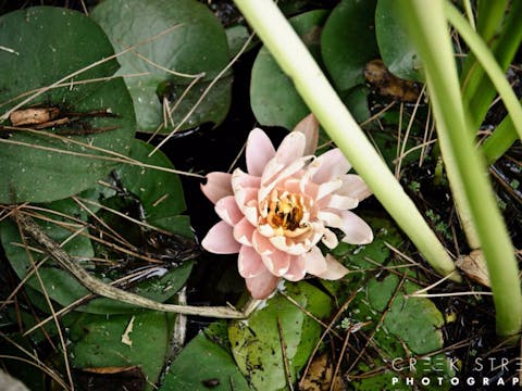 비치 바이블 가든