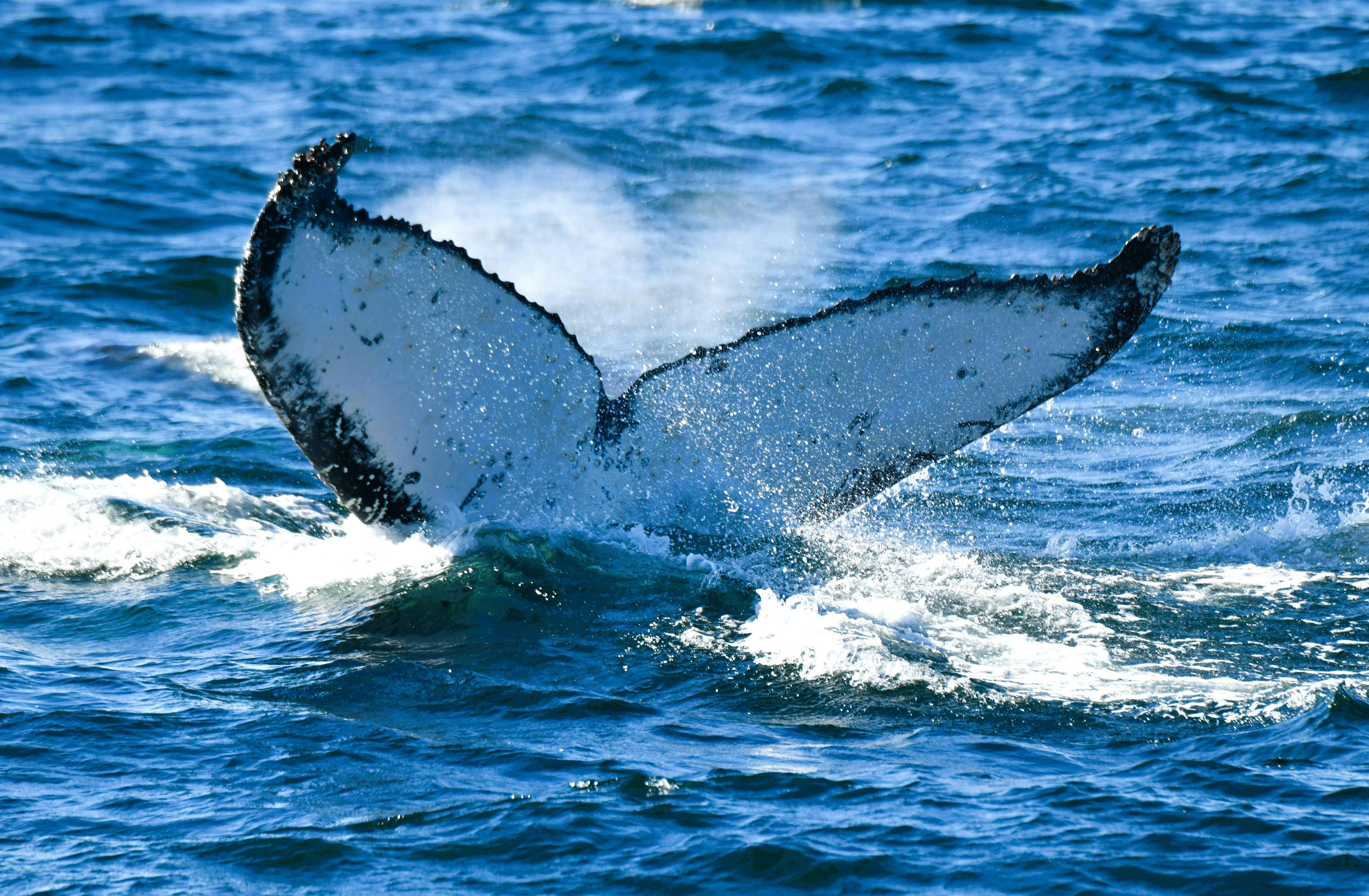 Whales tale splashes in the ocean