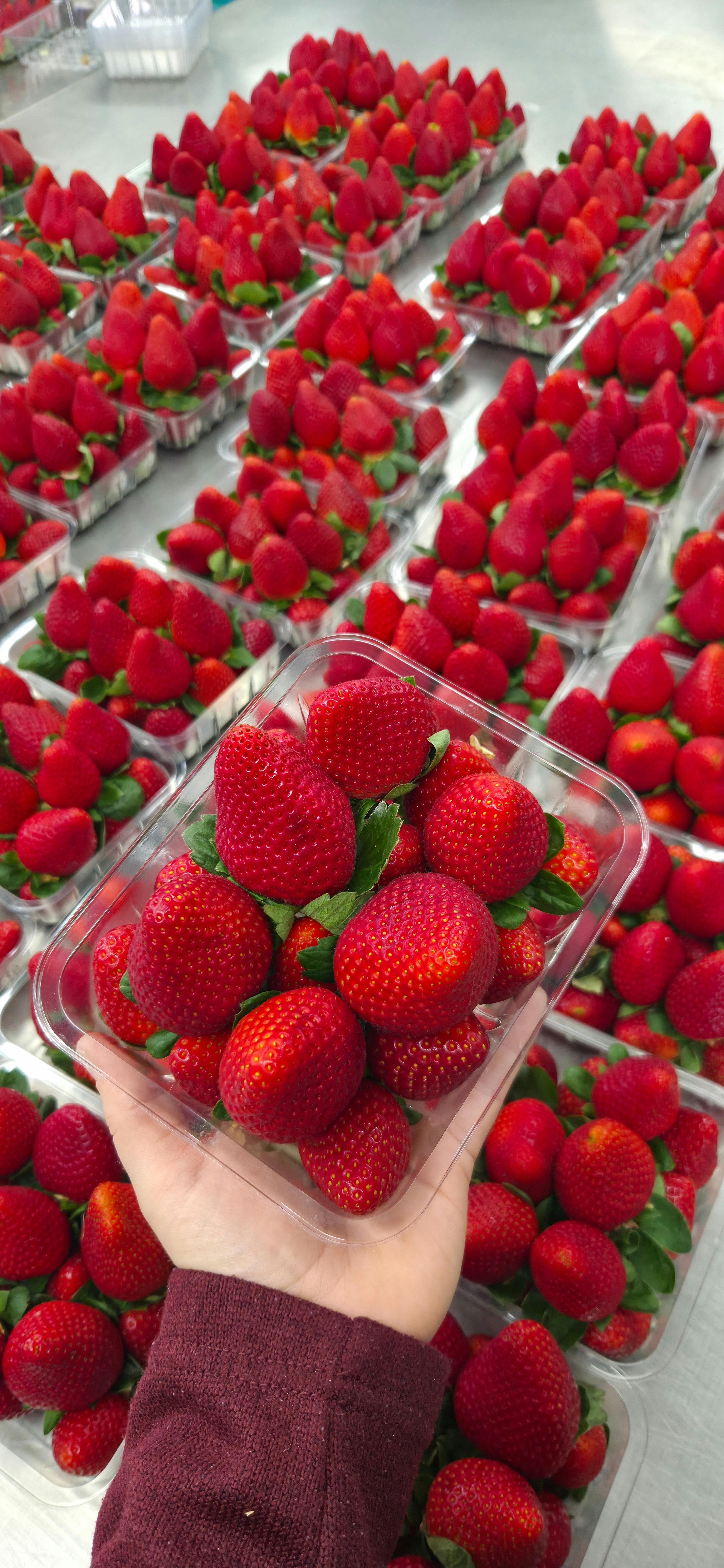 500g Premium Strawberry Punnet