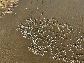 Pelicans on Kati Thanda-Lake Eyre