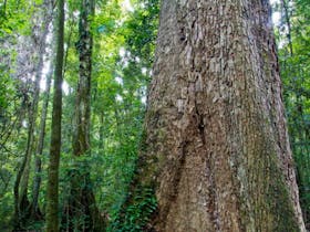 Murray Scrub walking track
