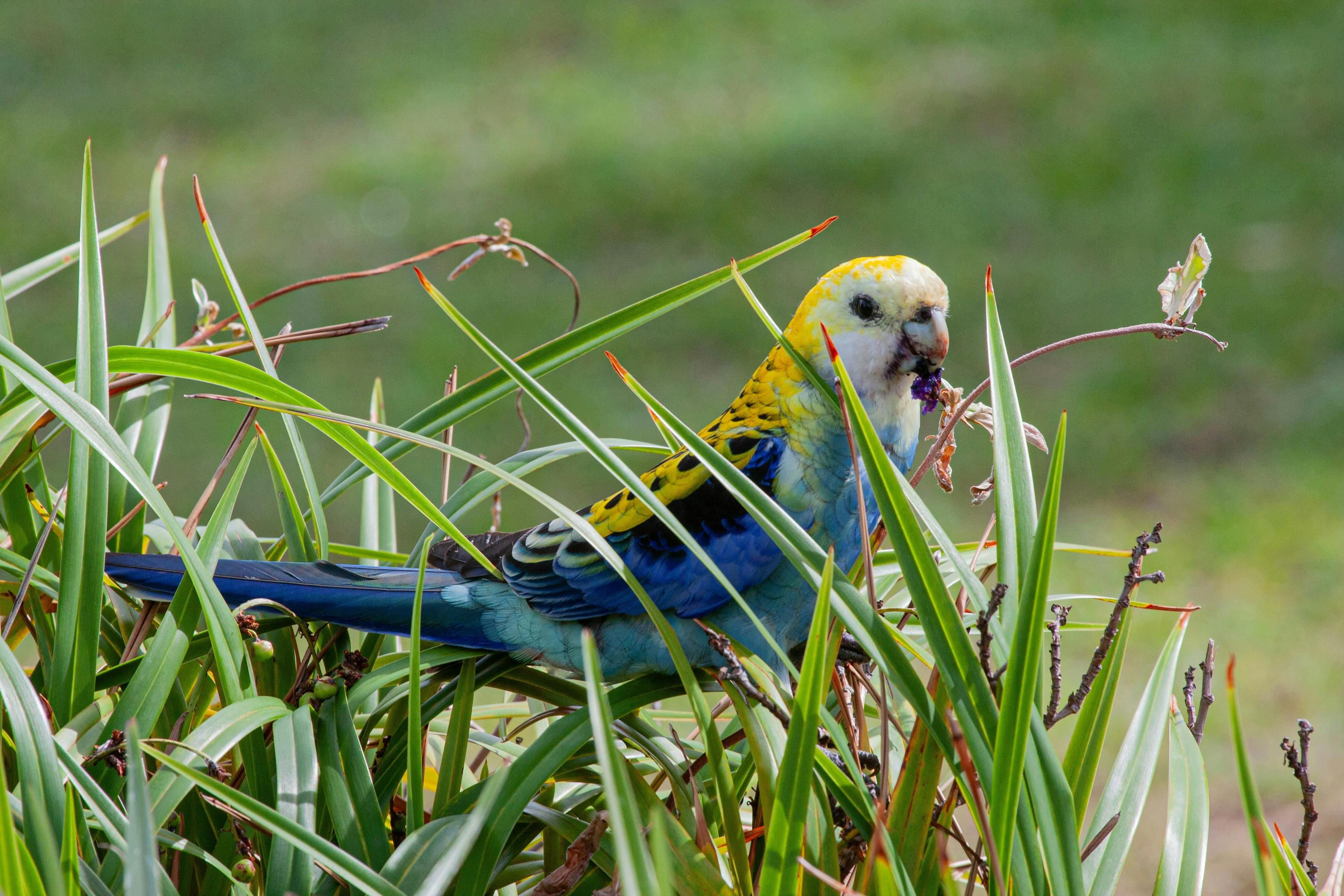 Kakadu Beach Bribie Island