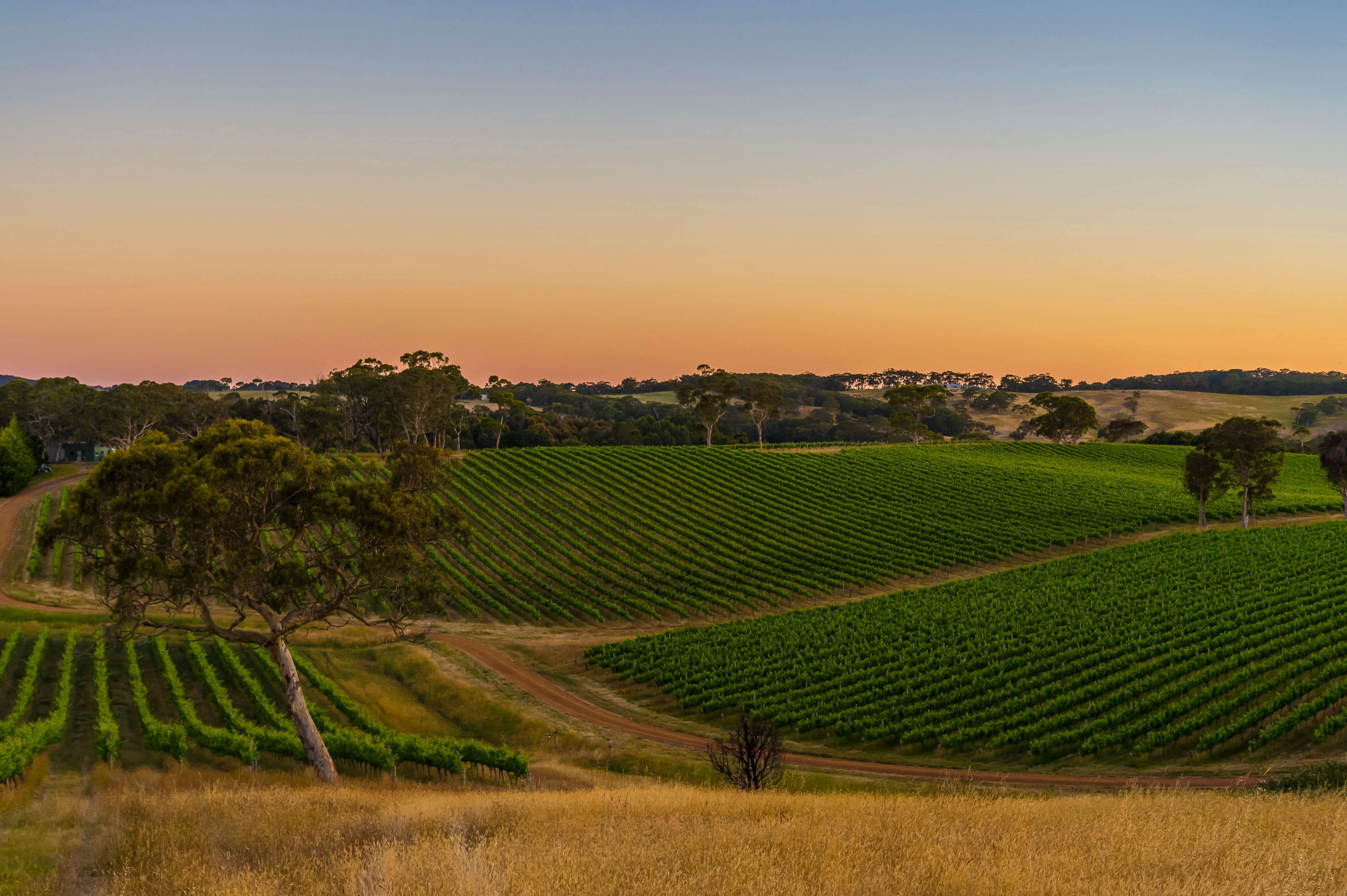 Adelaide Hills Winery Tour