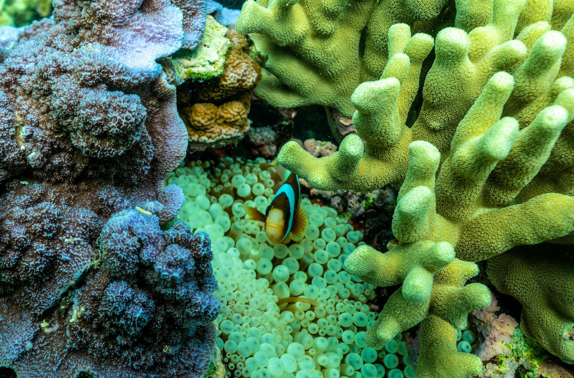 Clown Fish Coral
