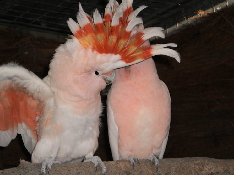 These two parrots are an item.