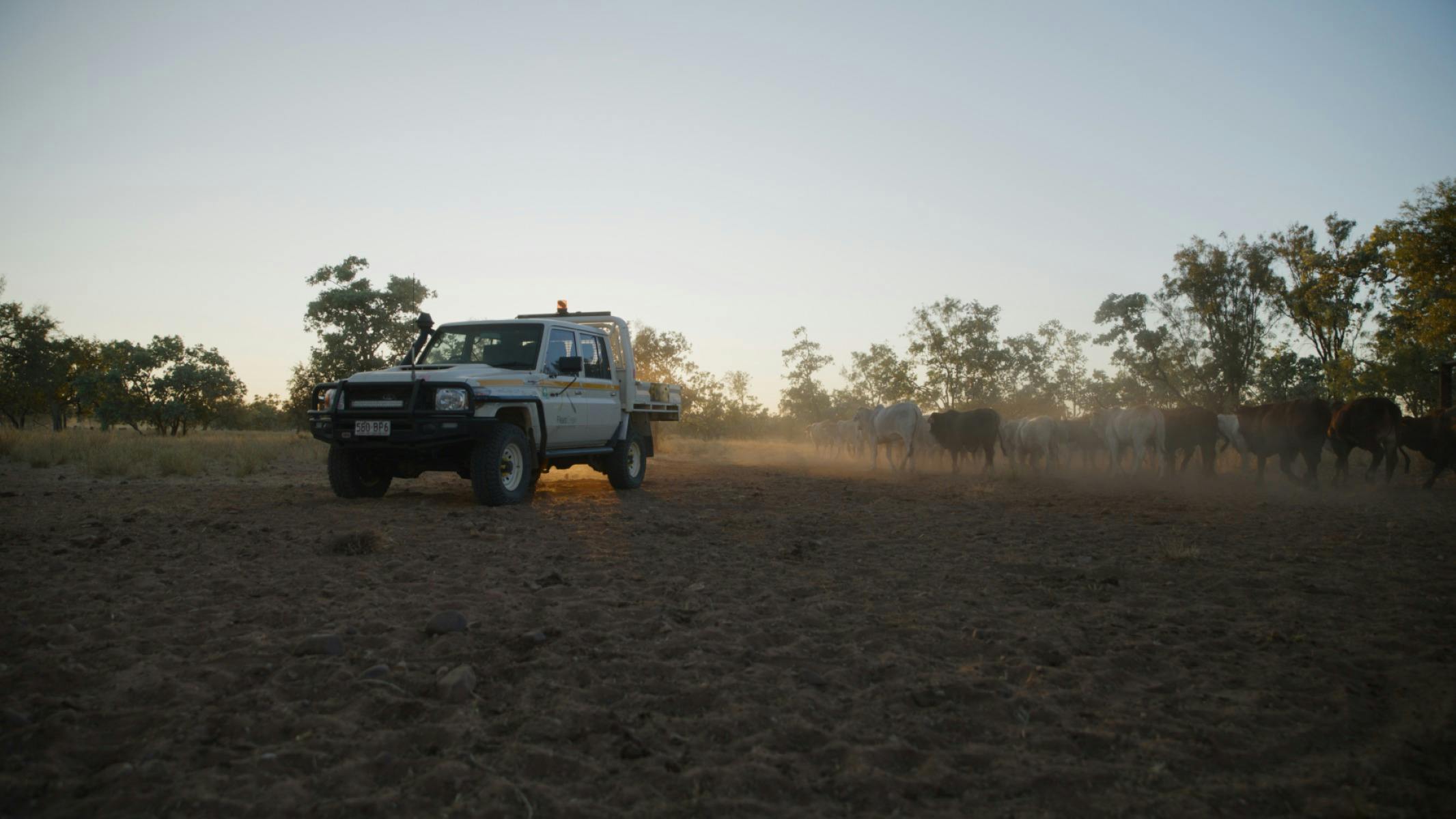 LandCruiser 70 series mustering