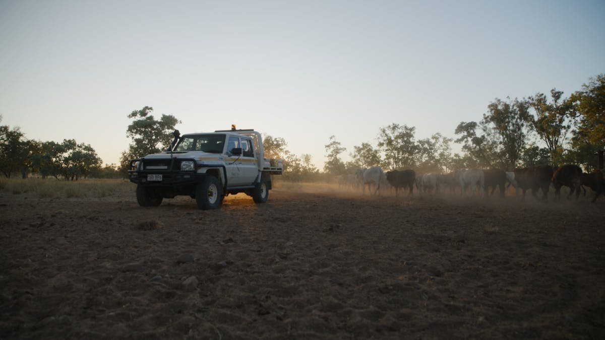 LandCruiser 70 series mustering