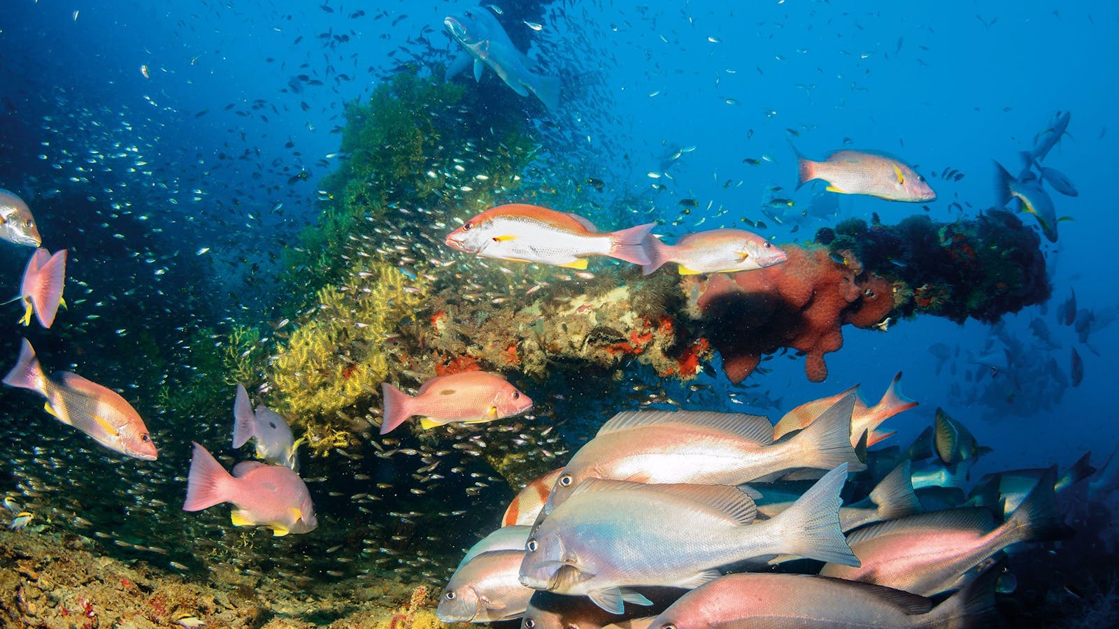 SS Yongala Dive Site