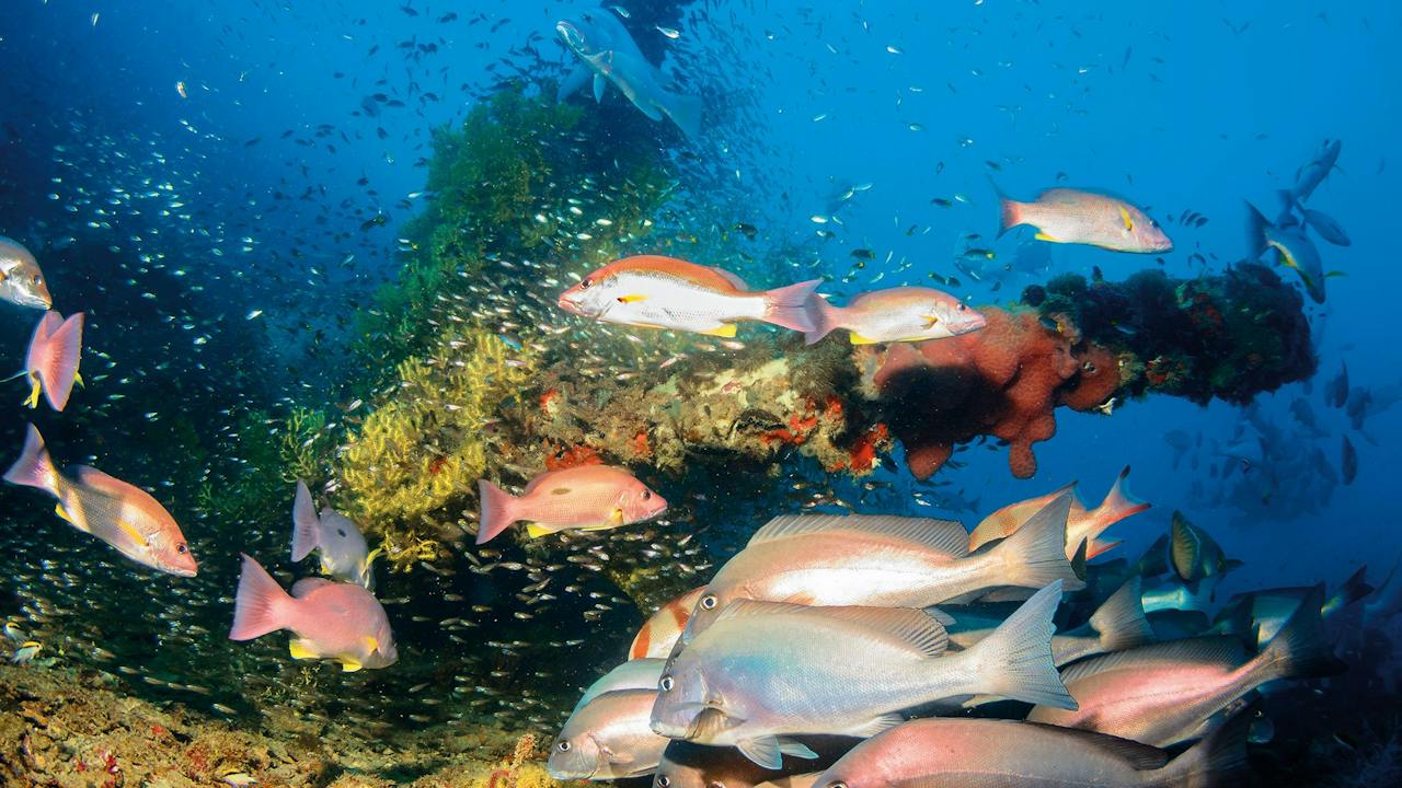 SS Yongala Dive Site