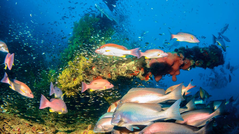 SS Yongala Dive Site