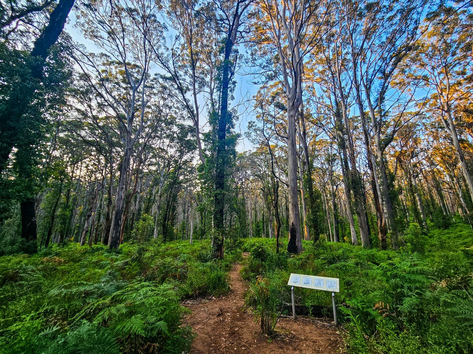 Boranup Forest, Forest