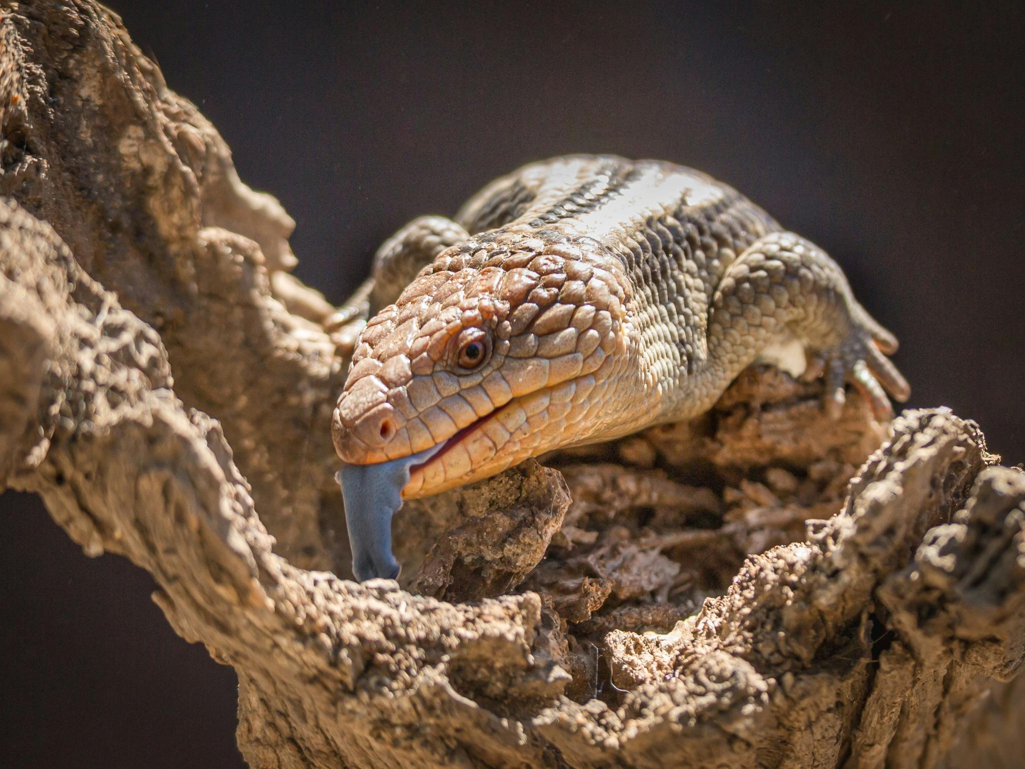 Blue-tongue lizard with its tongue sticking out